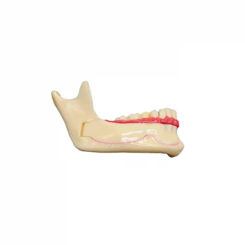 1 шт. Стоматологическая коммуникационная модель, модели нижней челюсти для стоматологической демонстрации, анатомического обучения пациентов